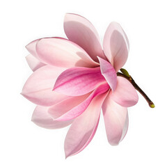 Fototapeta premium Delicate pink magnolia isolated on transparent background