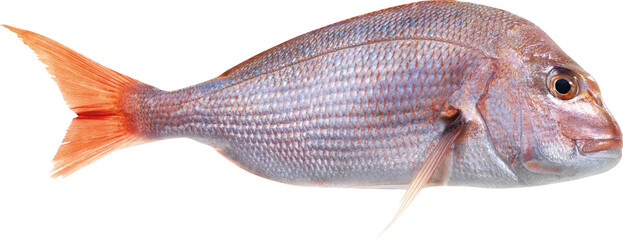  Snapper Fish Isolated On Transparent Background
