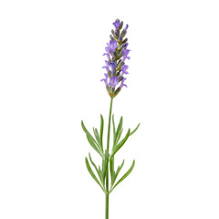 Obraz premium Pristine single lavender stem featuring delicate purple blossoms and vibrant green leaves against a transparent seamless background, captured with a macro lens and soft studio lighting. Concept of