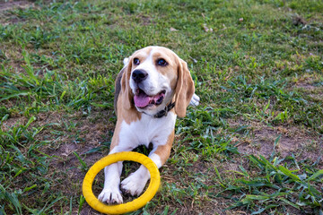 Playful beagle enjoys a sunny day at the park with a bright yellow ring in the grass