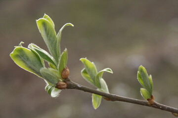 buds of a tree