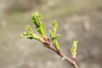 bud of a willow