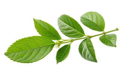 Obraz premium Fresh green leaves with vibrant colors on branch isolated on white background for nature lovers