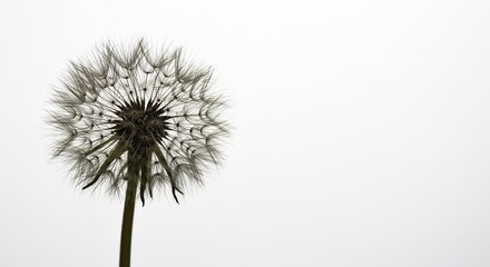 Fototapeta premium Delicate dandelion seed head softly illuminated against a bright white background. AI Generated