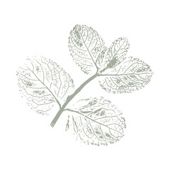 Leaves Mint imprint, stamp, silhouette, green twig with leaves on white background.