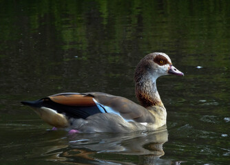 Egyptian Goose on the Lake