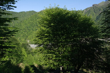 forest in the mountains