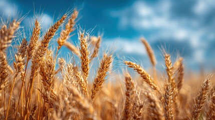 Fototapeta premium Close-up of golden wheat stalks, swaying in sunlight, against a bright blue sky with fluffy white clouds