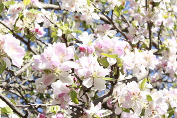 cherry tree blossom