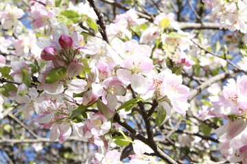 pink cherry blossom