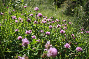 pink and white flowers