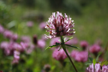 purple thistle flower