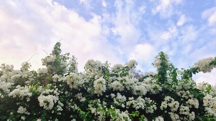 White flowers blooming against blue sky with soft clouds