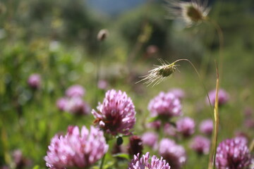 bee on thistle