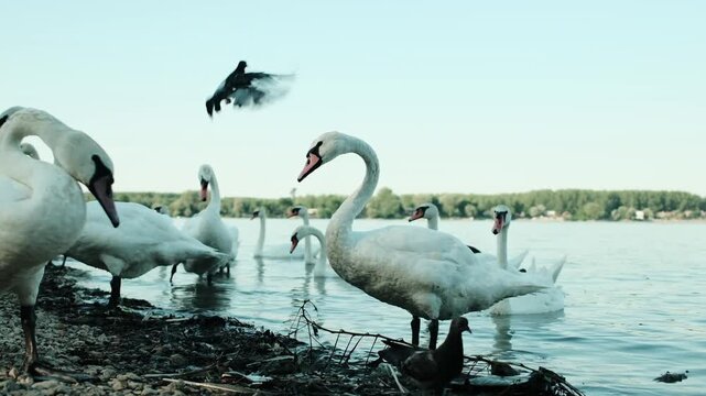 A group of white swans standing and swimming in Danube river near the pebbled shore of a calm lake during a sunny day. Belgrade, Zemun district. Horizontal 4k footage