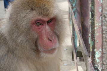 snow monkey
