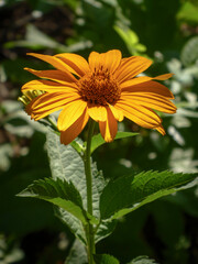 Golden Helenium Flower in Bright Sunlight