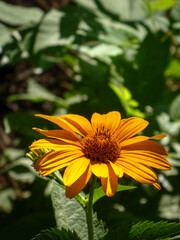 Close-up of a Vibrant Orange Helenium Flower
