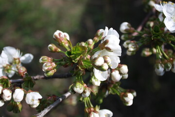 blooming apple tree