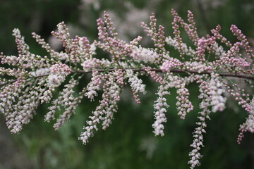 close up of lavender