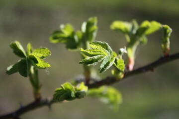 green leaves on a branch