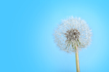 Obraz premium Dandelion flower on blue background