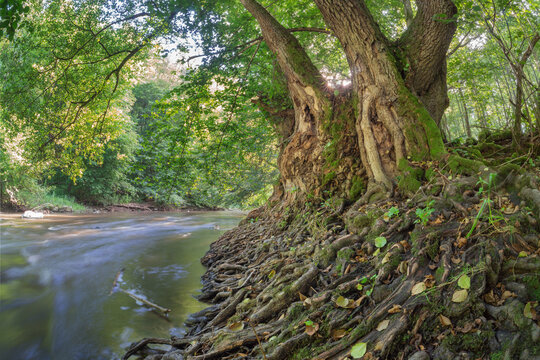 View of sunlight dappling through lush green leaves onto mossy tree trunks and exposed roots along the flowing river, Slatinka, Banskobystrick&Atilde;&frac12; kraj, Slovakia.