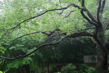 large curvy moss tree in mountain garden in rain and fog