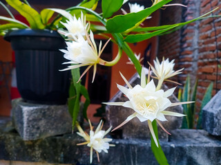 An ornamental flower, Epiphyllum oxypetalum or wijaya kusuma flower growing on the pot