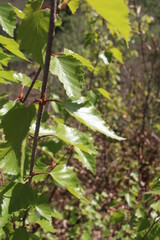 green leaves on tree