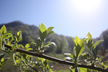 green leaves on blue sky background