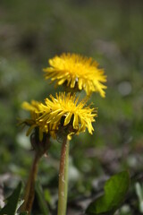 dandelion on green background