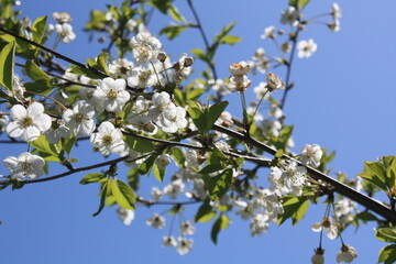 blossoming apple tree
