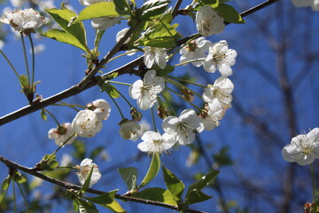 white cherry blossom