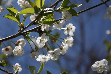 white cherry blossom