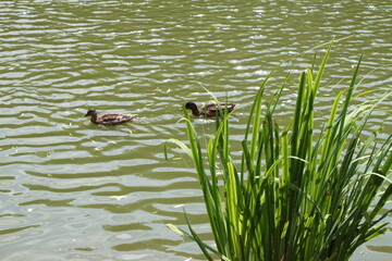 reeds in the lake
