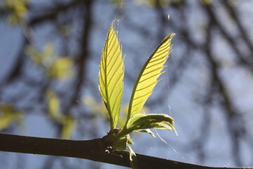 leaves of a tree