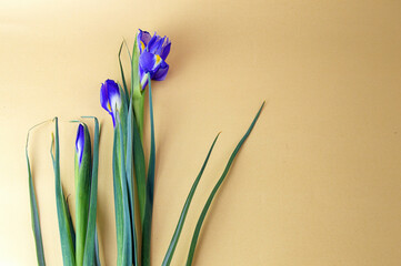 purple iris flowers on a light background