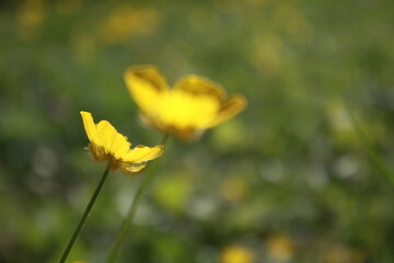 yellow flowers in spring