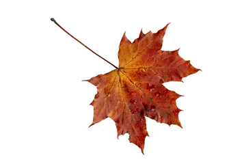 Red autumn leaf with rain drops isolated transparent png