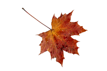 Red autumn leaf with rain drops isolated transparent png