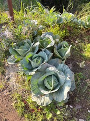 garden bed with plants