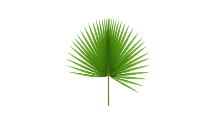 Flawless, vibrantly green palm frond with fanned leaflets and intricate patterns on a pristine transparent background, soft studio lighting, subtle shadows, concept of sustainable growth