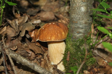 mushrooms in the forest