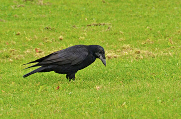 Dublin Rook Foraging on Green Grass. A large black rook forages on a vibrant green lawn in Dublin. The bird is captured in a natural setting with its beak pointed towards the ground.