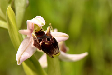 A beautiful close-up of a Ophrys umbilicata orchid, also known as the Bee-orchid. The unique shape and intricate details of the flower are captured in its natural habitat.