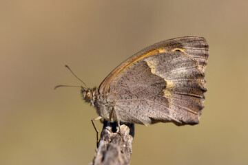 Cyprus Meadow Brown Butterfly on a Branch. A closeup shot of a Maniola cypricola, known as the Cyprus Meadow Brown butterfly, perched on a dry stick with a soft, blurred background.