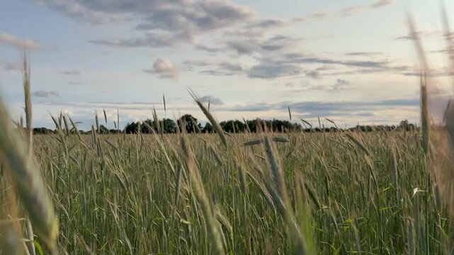 Not ripe ears of wheat sway in the wind in a field. Calm natural village scene.
