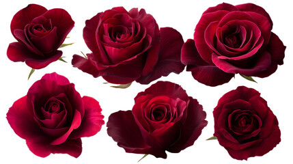 Red roses with transparent background for floral design use