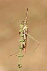 Slender Grasshopper on a Wild Plant. A vertical, close-up shot of a long, slender grasshopper with green and brown markings, perched on the stalk of a wild plant against a blurred  background